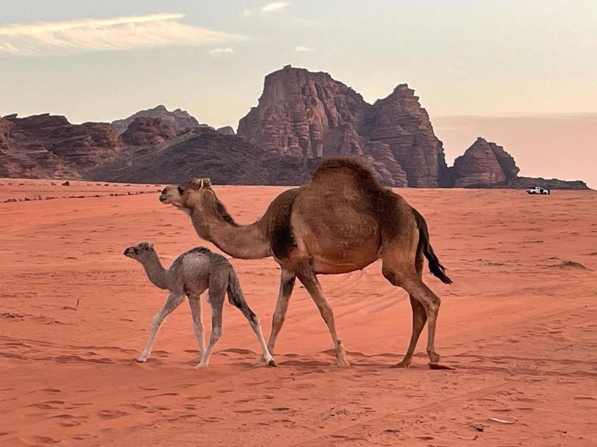 Orbit Camp Hotel Wadi Rum Eksteriør billede